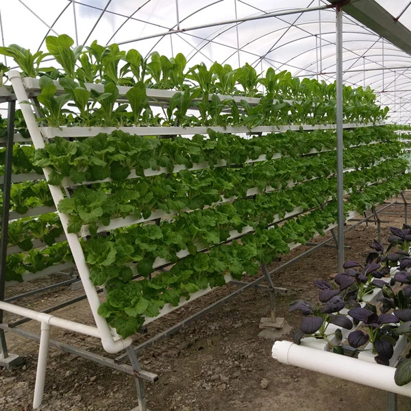 Hydroponics Greenhouse Lettuce Nft Growing System Aquaponics Grow Kit