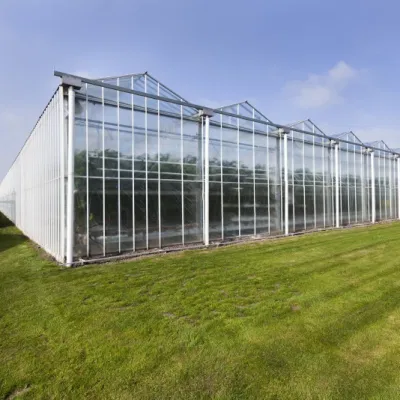 Green Houses Manufactures Multi Span Tomato Strawberry Flower House Cooling Irrigation Grow System Glass Greenhouse