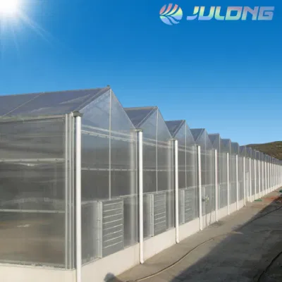 Galvanized Steel Pipe Venlo PC Sheet Greenhouse for Garden Products