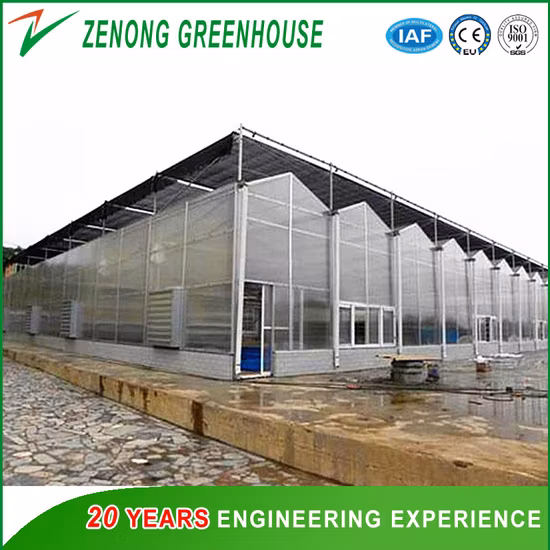 Steel Structure Easy Assemble Tunnel Greenhouse for Leave Vegetable